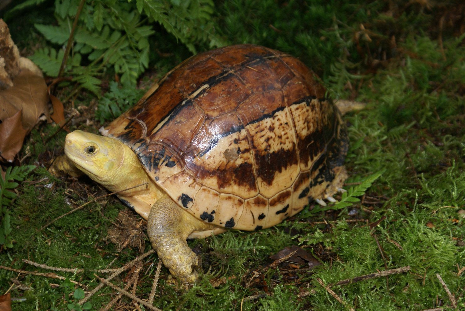 Ghi nhận loài rùa đặc biệt quý hiếm tại rừng đặc dụng Đèo Cả, tỉnh Phú Yên